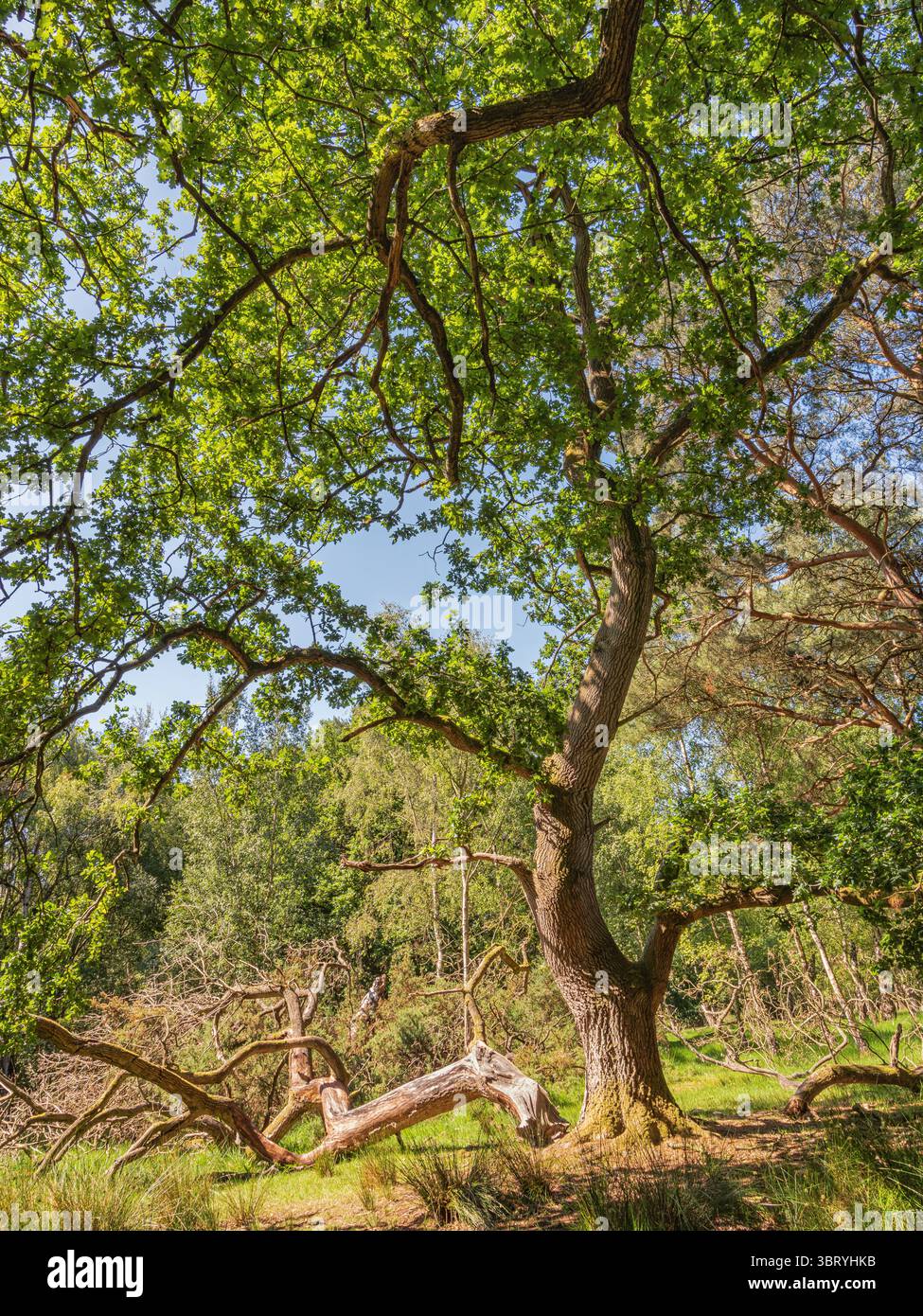 A large dead tree branch lies on the ground having been severed from an ...