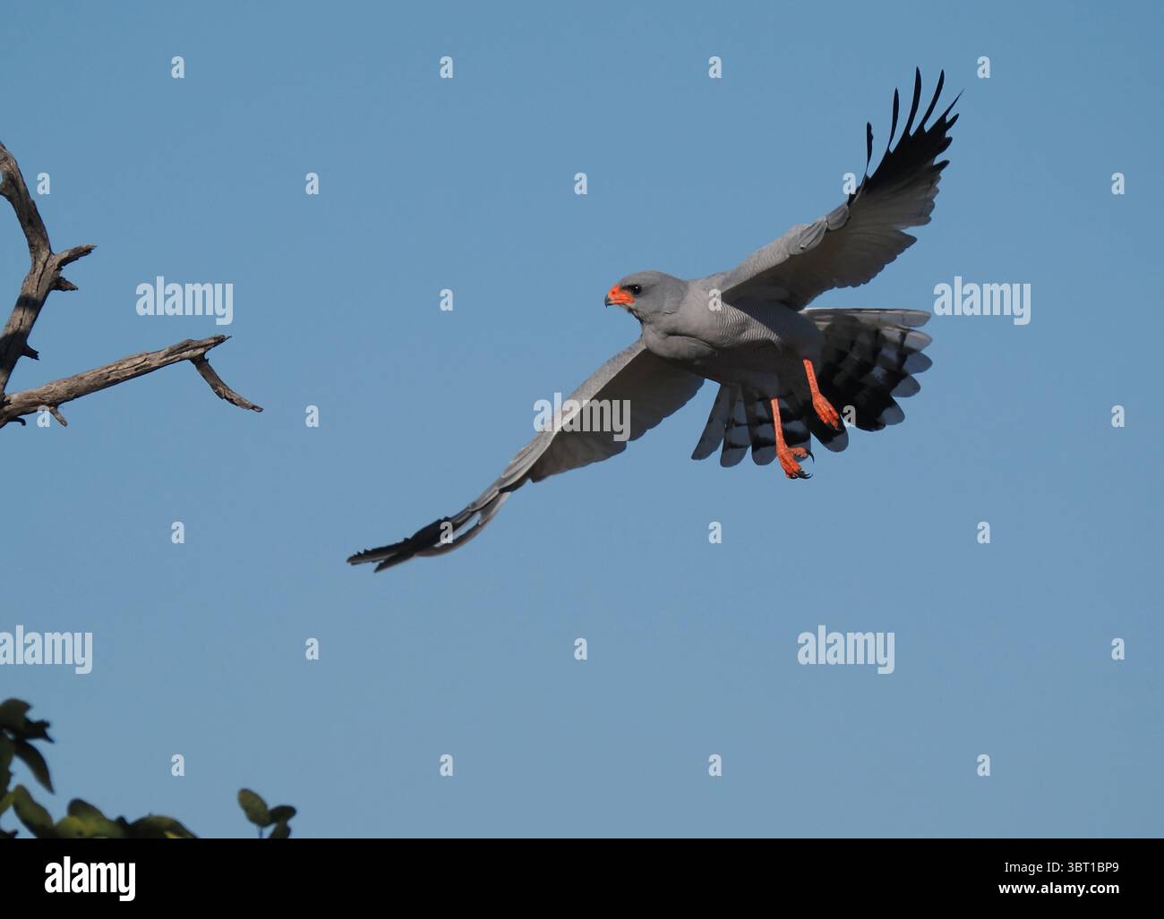 Pale chanting goshawk hunt from perches taking large insects, small ...