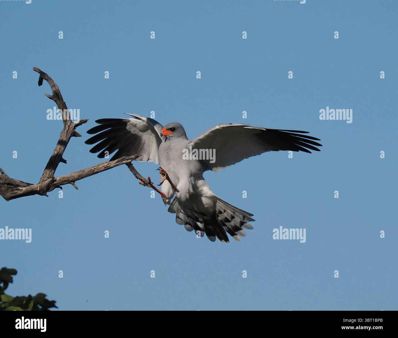 Pale chanting goshawk hunt from perches taking large insects, small ...