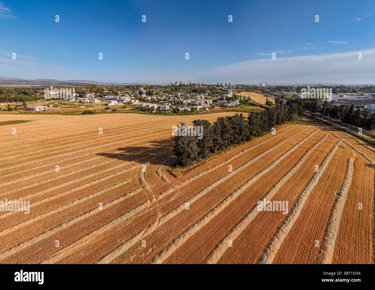 Aerial view of golden fields etched with harvest lines meet a distant ...