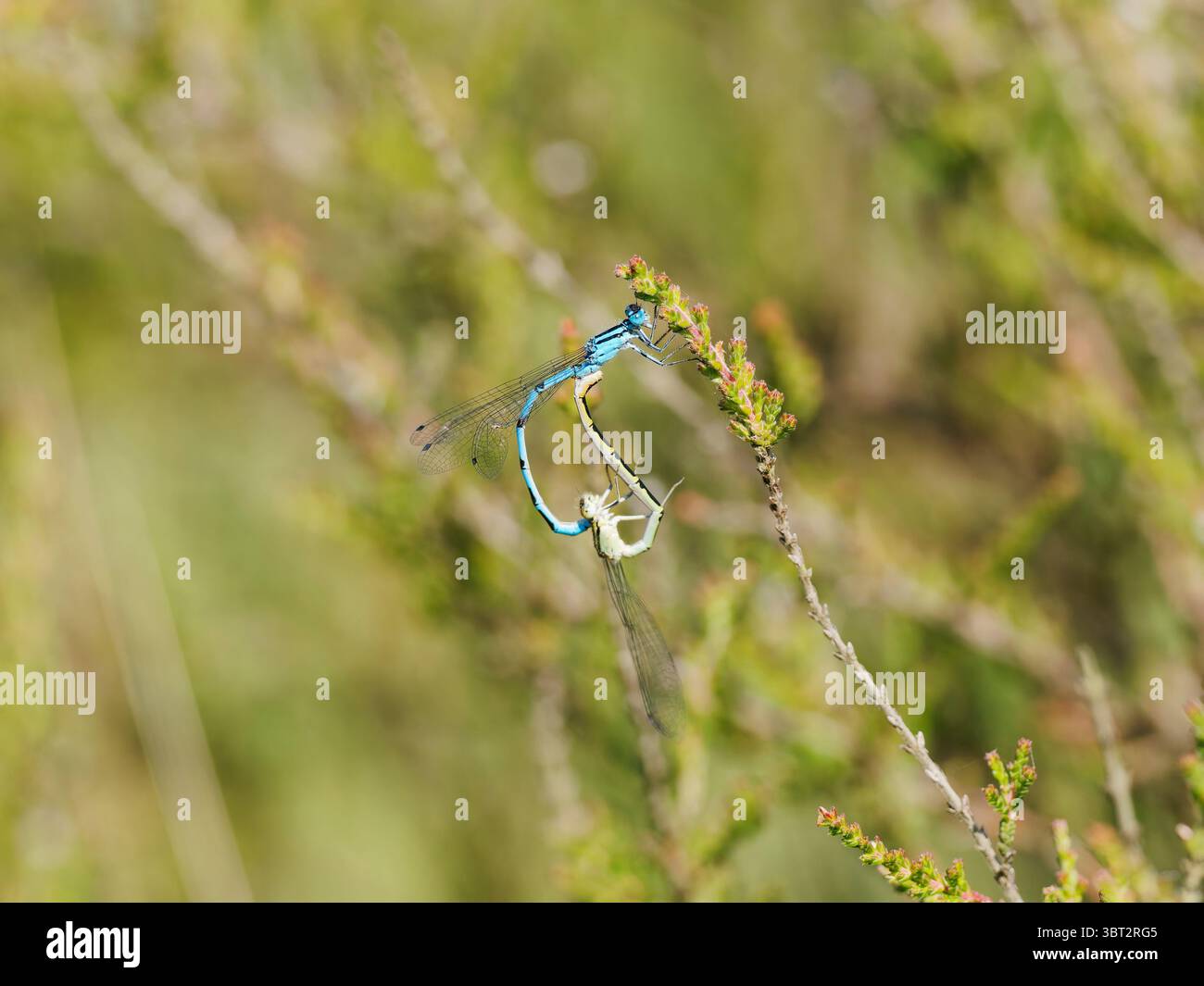 A pair of common blue damselflies mating Stock Photo - Alamy