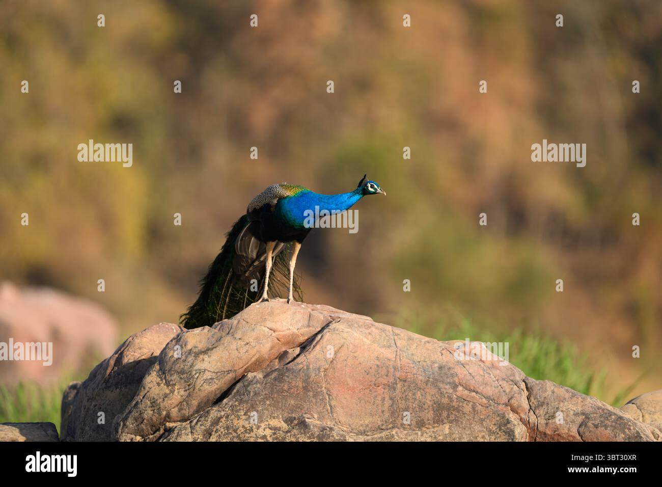 Indian peafowl (peacock) standing on a boulder in Panna National Park, India Stock Photo