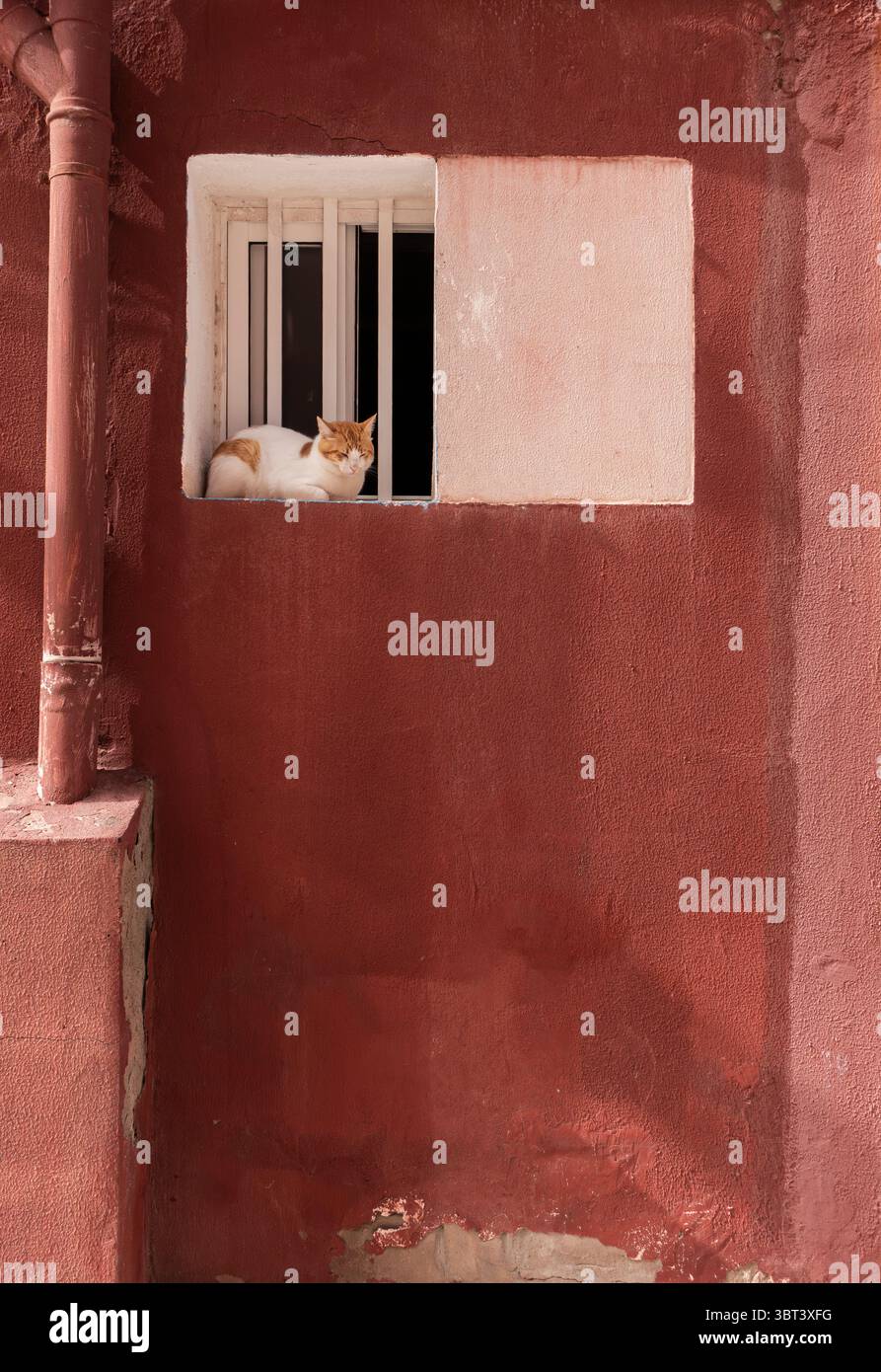 Cat outside window in Spain Stock Photo