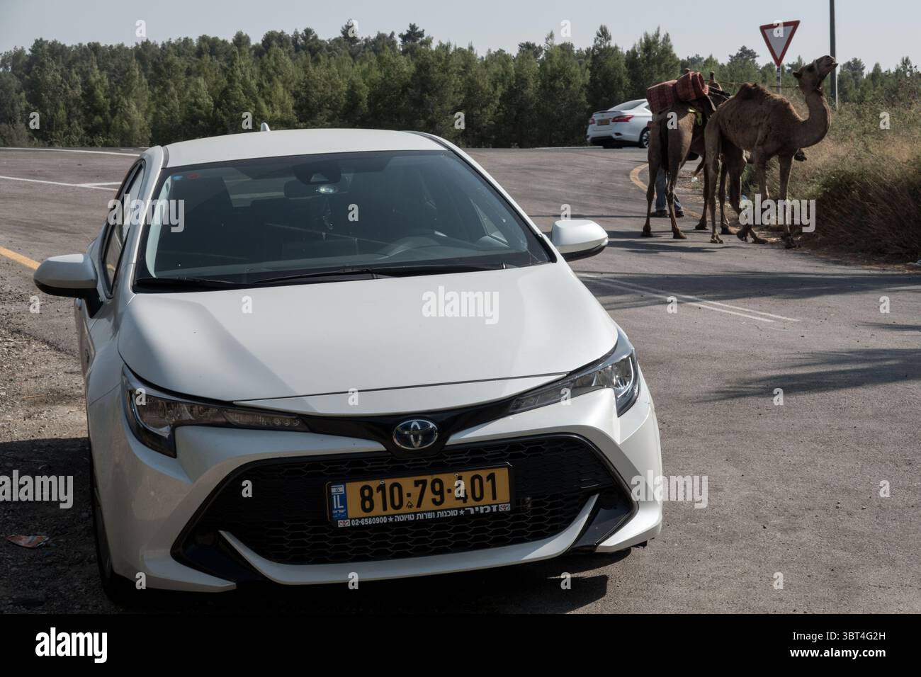 September 18, 2019, Latrun, Israel: A 2019 Toyota Corolla Excite Hatchback stands in the foreground with a pair of camels in the background illustrating methods of transportation separated by time. (Credit Image: © Nir Alon/ZUMA Wire) Stock Photo