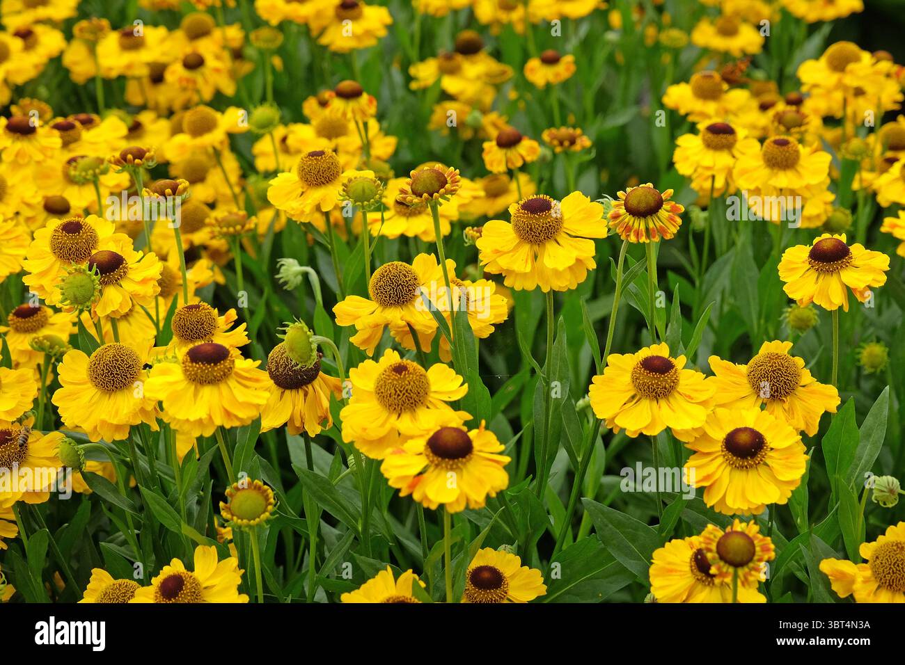 Sneezeweed ‘the bishop’ hi-res stock photography and images - Alamy