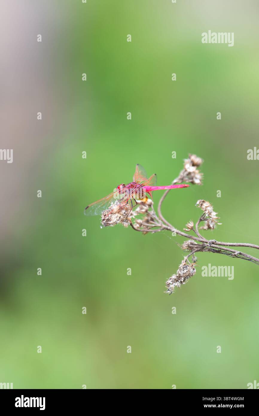 Trithemis Annulata, Violet Marked Dropwing Darter, Purple Blushed Or  Plum Coloured Dragonfly, Male Insect In India Stock Photo