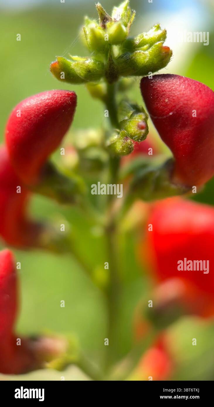 Scarlet runner bean flowers macro photography. A close up of red pea flowers. - Smartphone Captured Stock Image