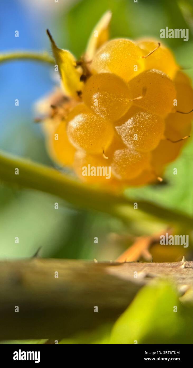 Golden yellow raspberry fruit macro photography. - Smartphone Captured Stock Image