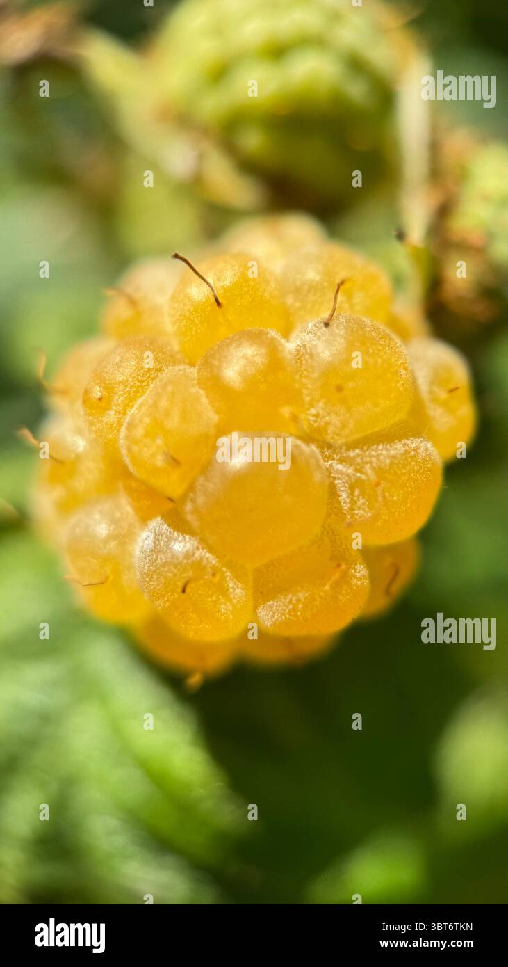 Golden yellow raspberry fruit macro photography. - Smartphone Captured Stock Image