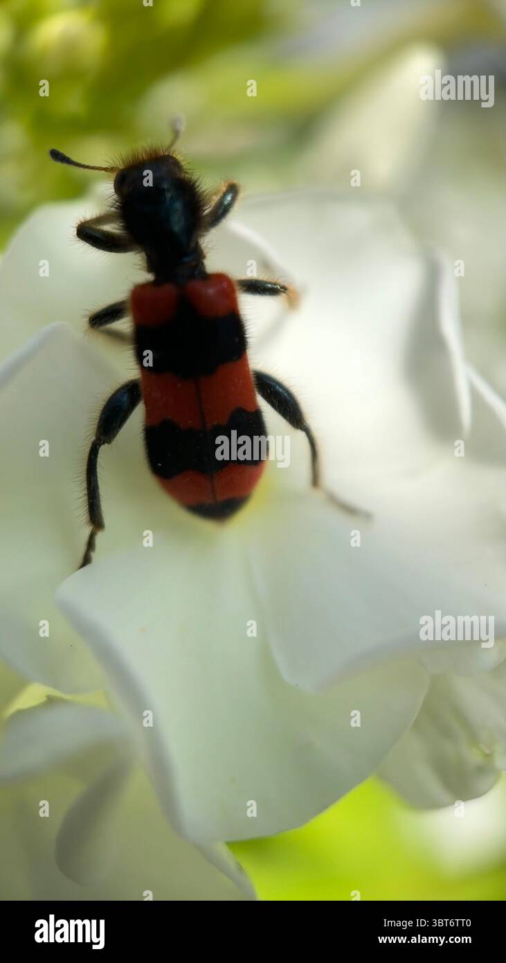 Bee-eating beetle macro photography - Smartphone Captured Stock Image