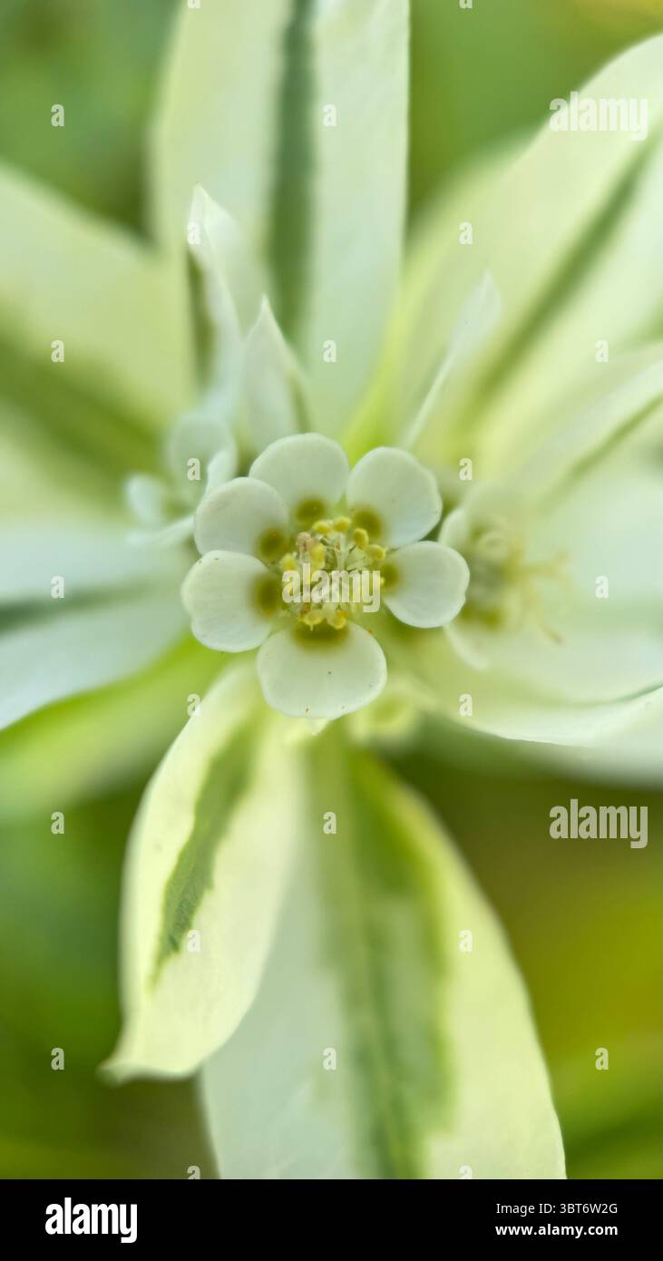 Snow-on-the-Mountain Flower macro photography. - Smartphone Captured Stock Image