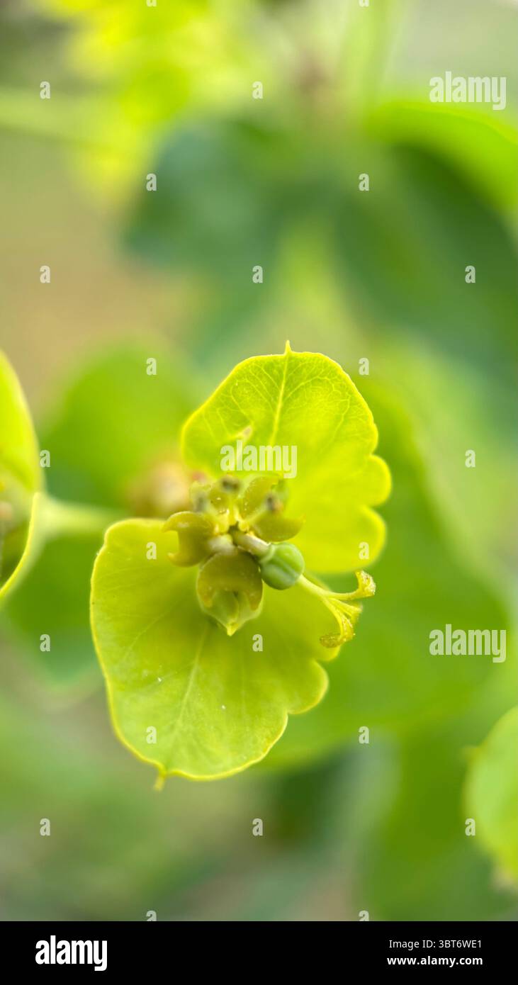 Cypress spourge yellowish green flowers macro photography. A close-up of flowering plant. - Smartphone Captured Stock Image