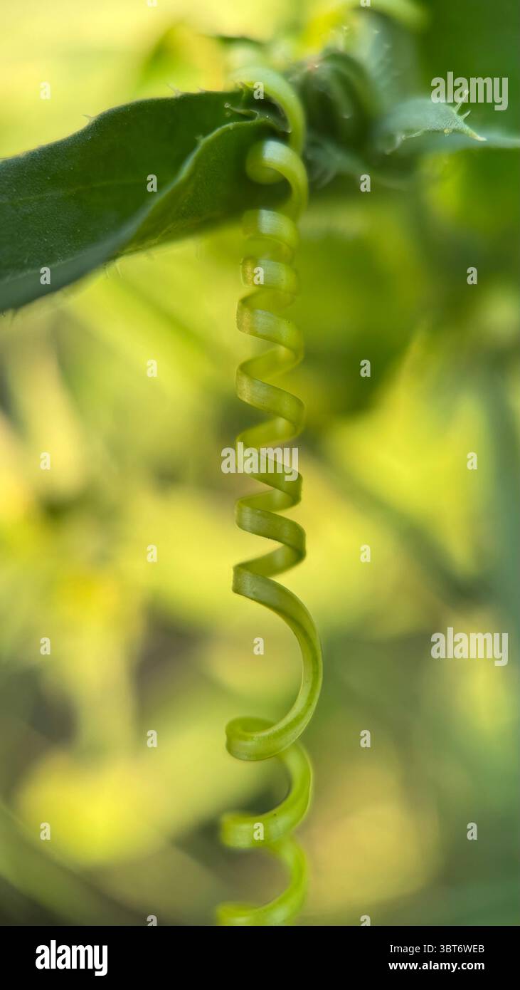 A close up of a spiral tendril of a marah plant. Macro photography - Smartphone Captured Stock Image