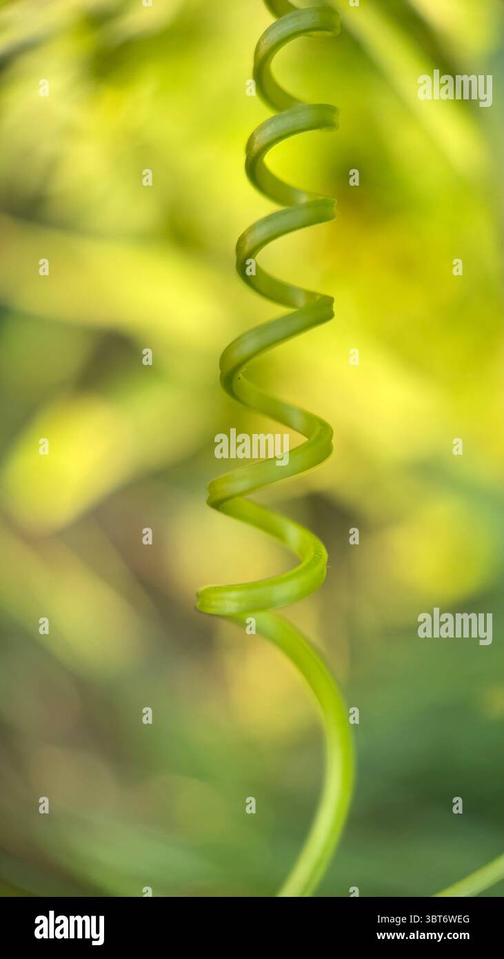 A close up of a spiral tendril of a marah plant. Macro photography - Smartphone Captured Stock Image