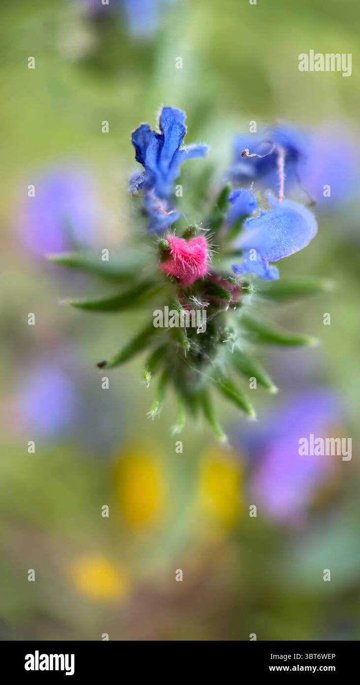 Blueweed flower (viper’s-bugloss) macro photography. - Smartphone Captured Stock Image