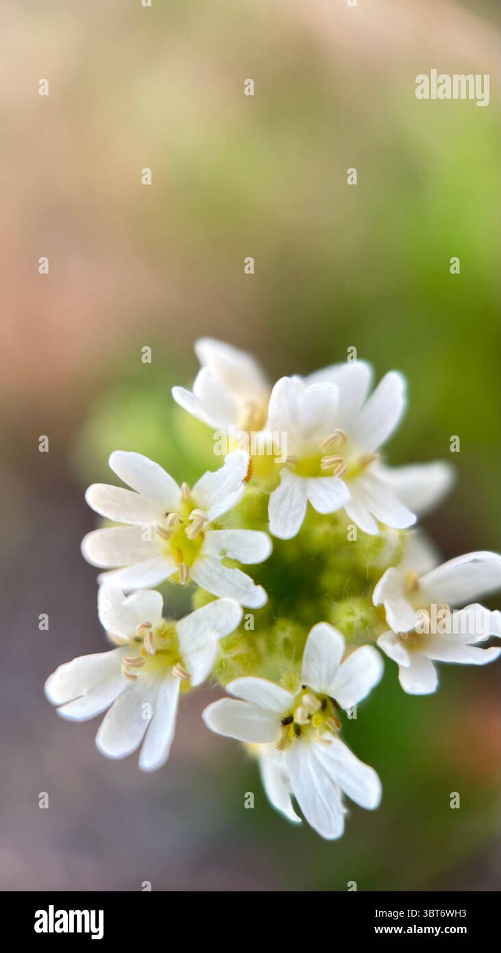 White hoary alyssum flower macro photography. - Smartphone Captured Stock Image