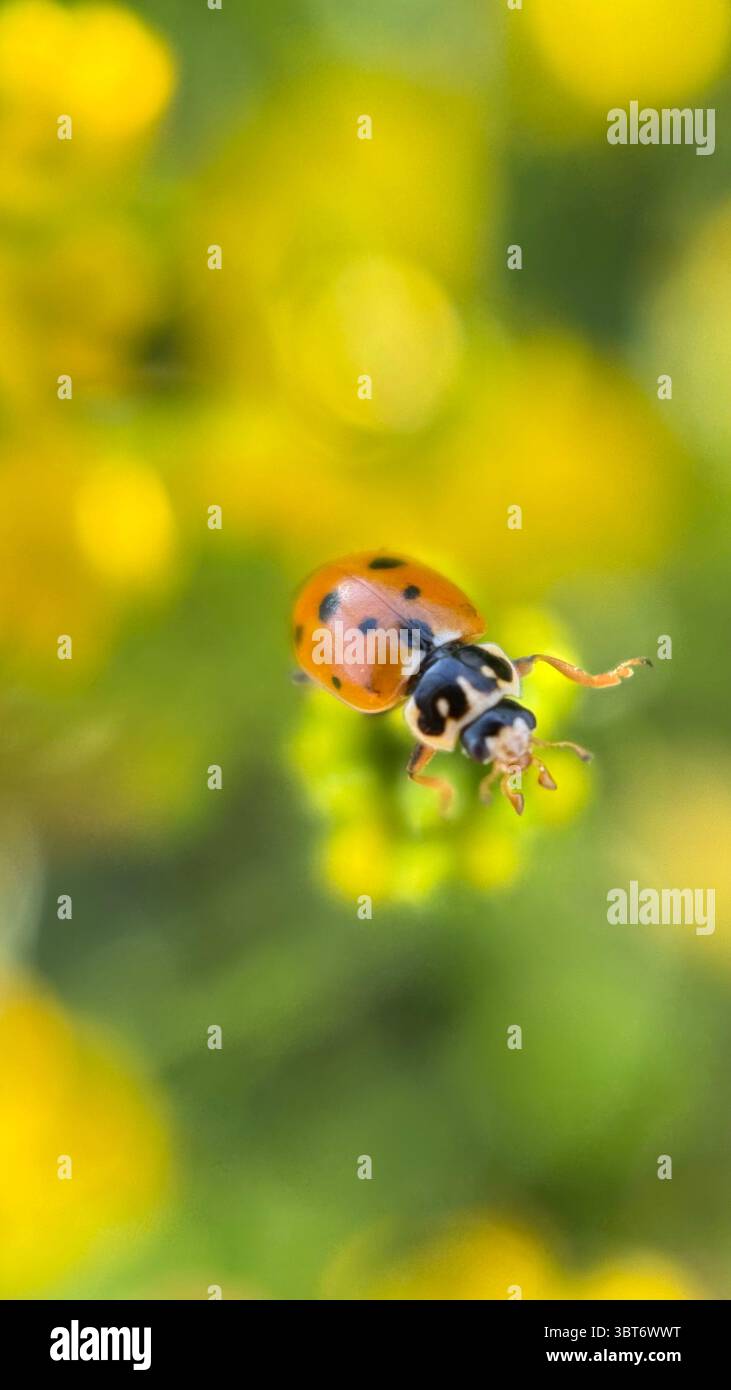 Ladybug (lady beetle) macro photography. A close up of orange bug. - Smartphone Captured Stock Image