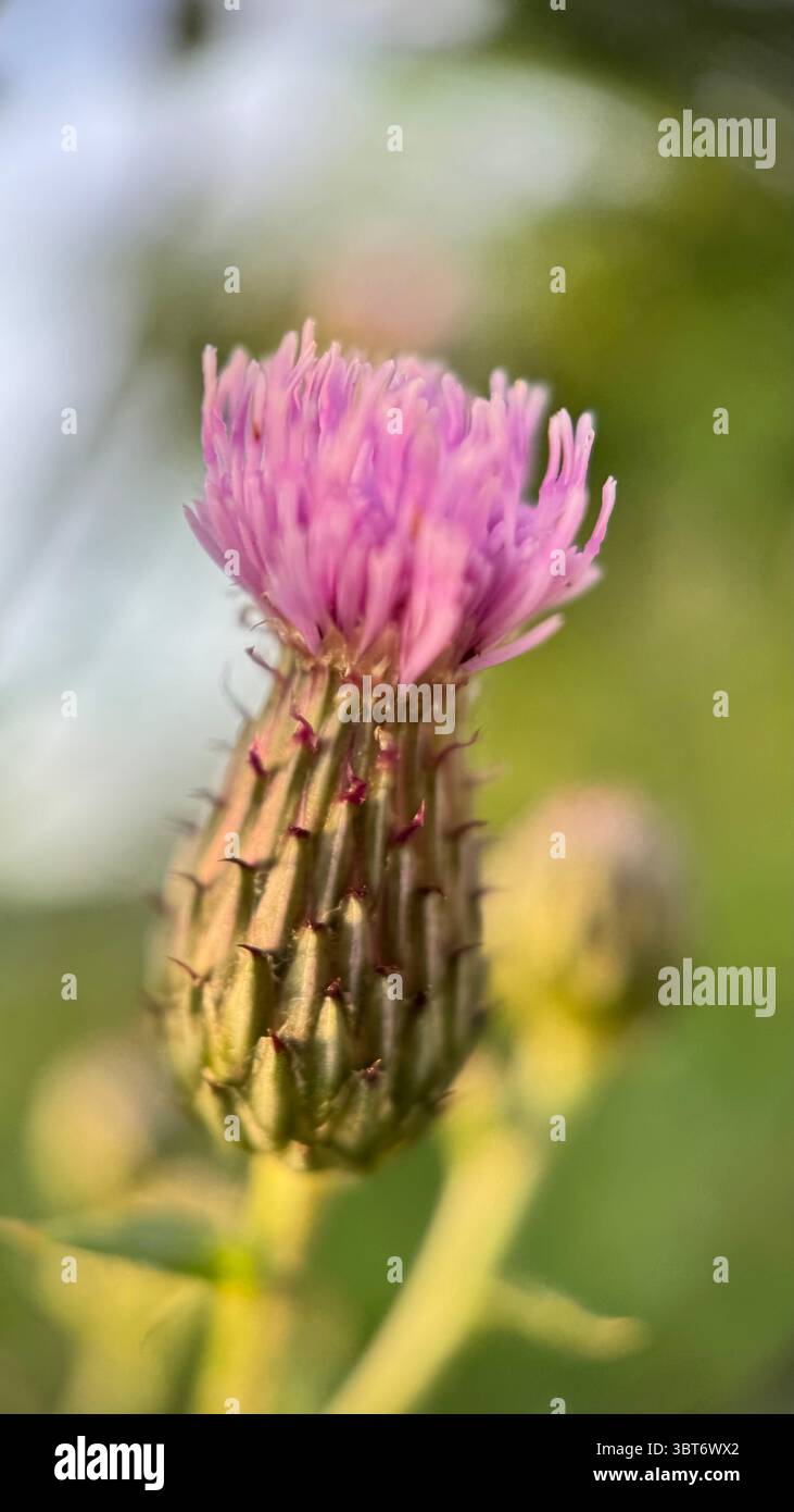 Pink thistle flower macro photography - Smartphone Captured Stock Image