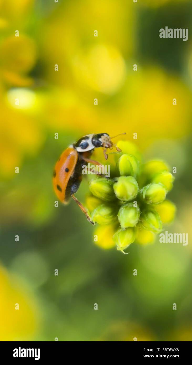 Ladybug (lady beetle) macro photography. A close up of orange bug. - Smartphone Captured Stock Image