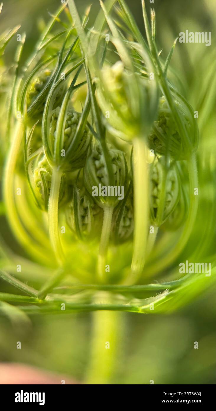 Wild carrot (Daucus carota)  flower head macro photography. - Smartphone Captured Stock Image