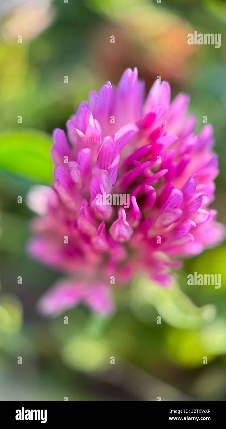 A close up of a pink clover flower. Red clover macro photography - Smartphone Captured Stock Image