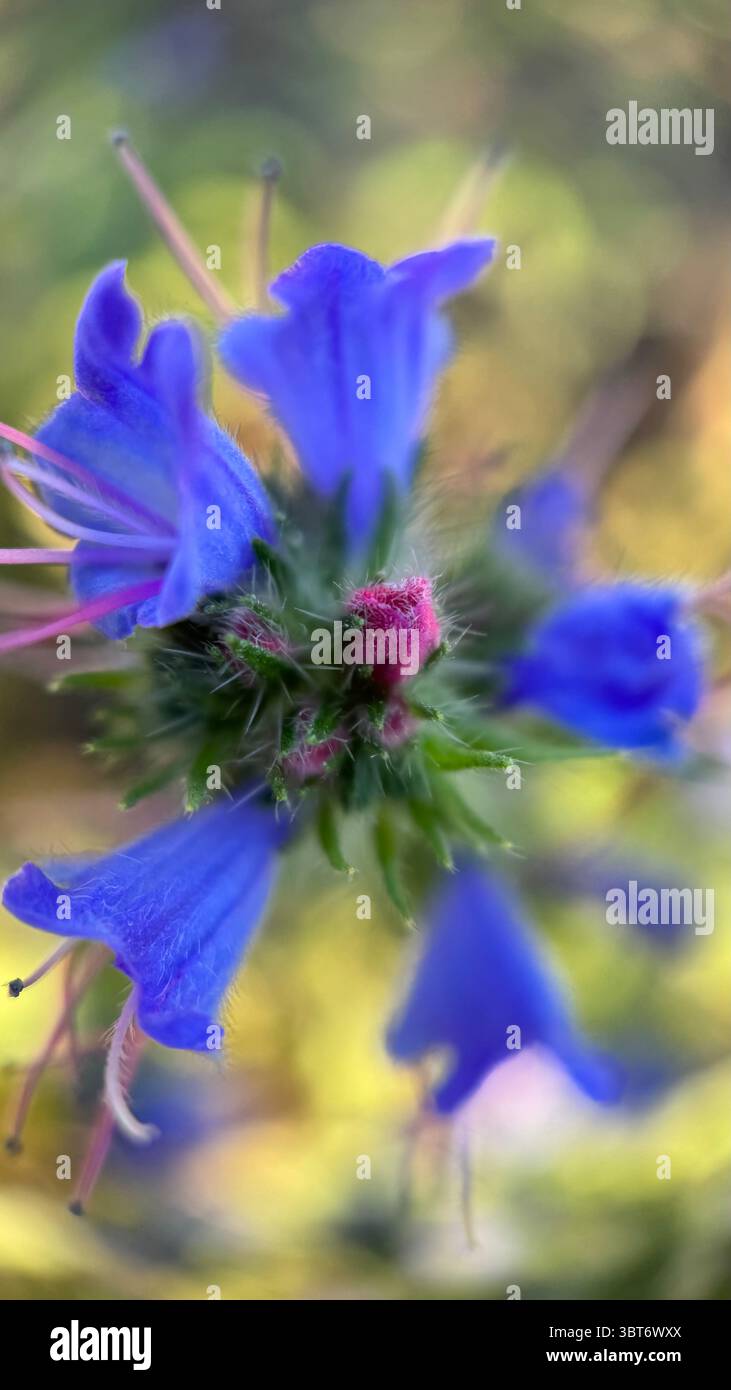 Blueweed flower (viper’s-bugloss) macro photography. - Smartphone Captured Stock Image