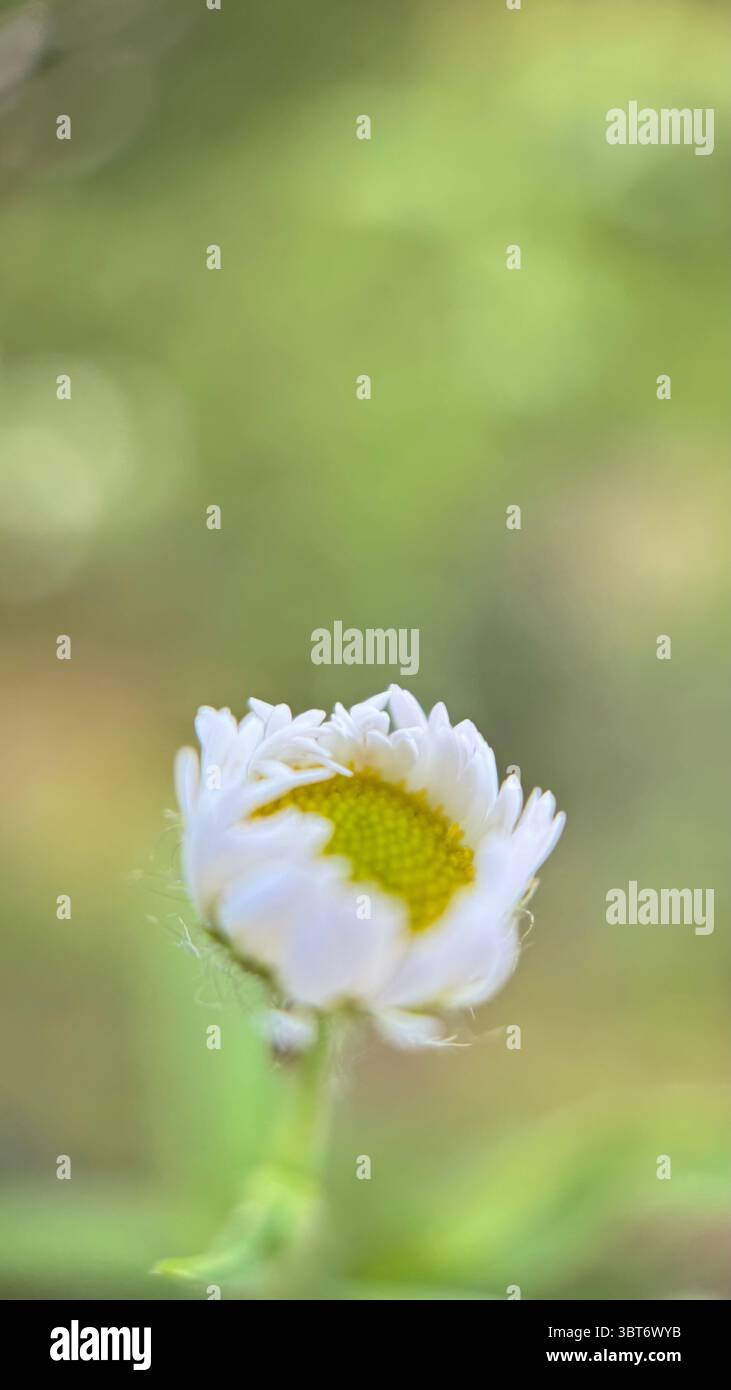 White daisy flower macro photography. A close up of a daisy petals and yellow center. - Smartphone Captured Stock Image