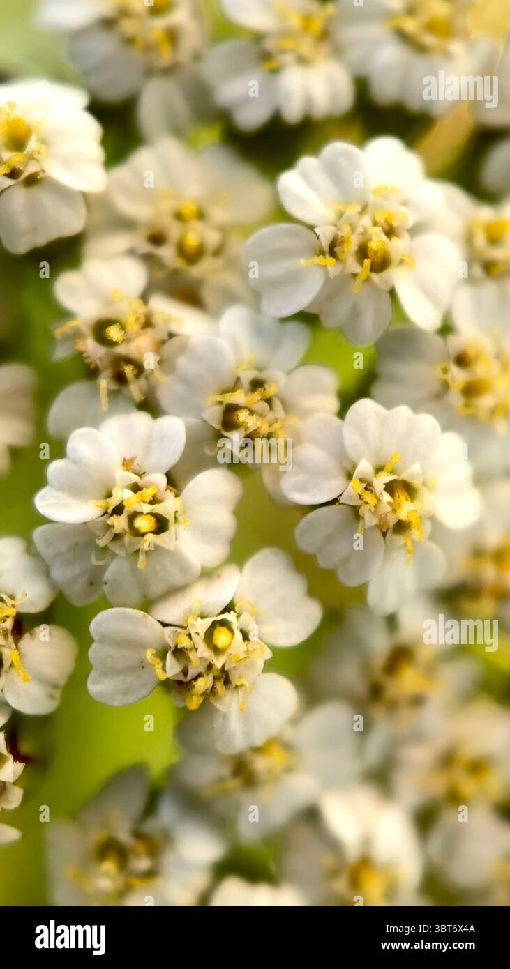 Yarrow plant white flowers macro photography - Smartphone Captured Stock Image