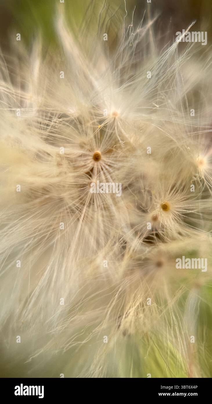 White fluffy parachute dandelion puffball macro photography. A close up of a dandelion silver seed head. - Smartphone Captured Stock Image