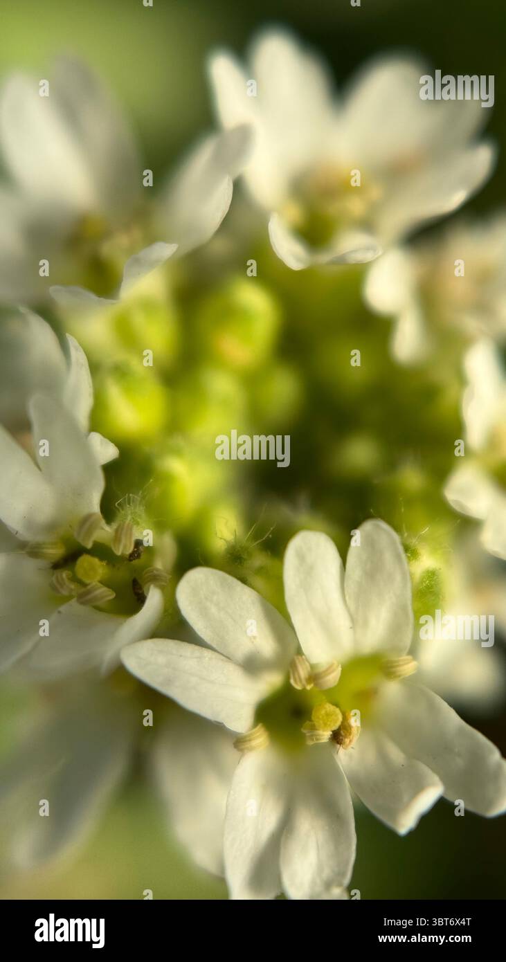 White hoary alyssum flower macro photography. - Smartphone Captured Stock Image