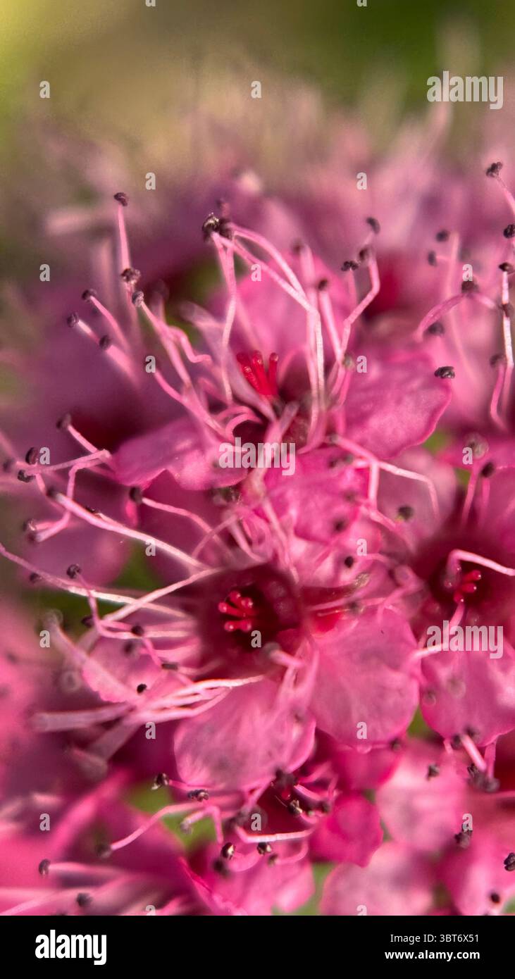 Japanese meadowsweet tiny pink flowers macro photography. - Smartphone Captured Stock Image