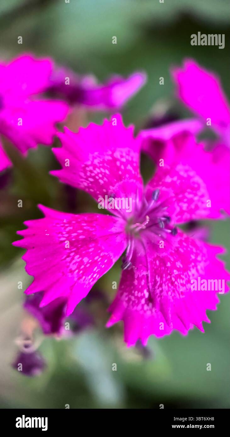 Sweet William pink flower (Dianthus) macro photography. Pink flower petals close up. Lace petals. - Smartphone Captured Stock Image