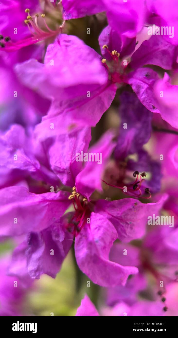 Purple loosestrife flower macro photography. A close up of vibrant pink flowers. - Smartphone Captured Stock Image