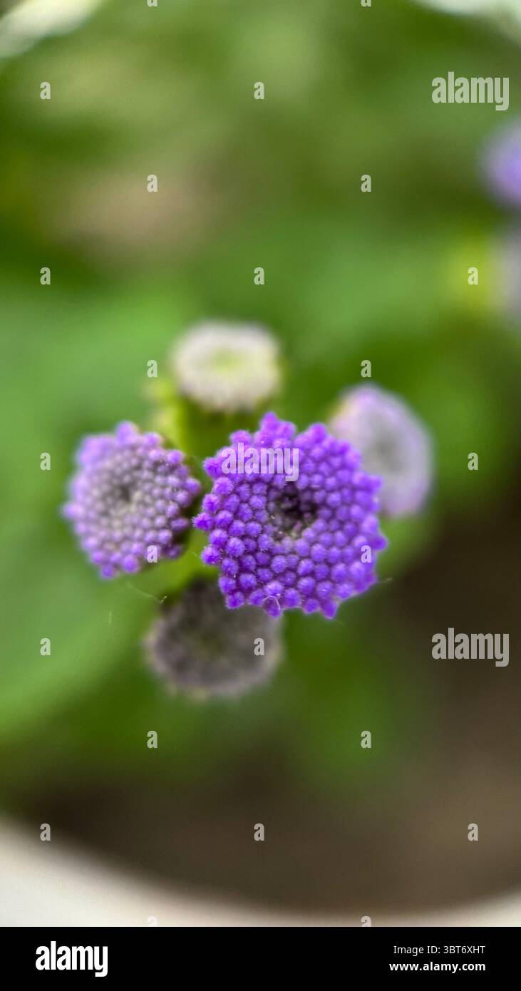 Blue ageratum houstonianum flowers macro photography. Purple flowers and bulbs close up. - Smartphone Captured Stock Image