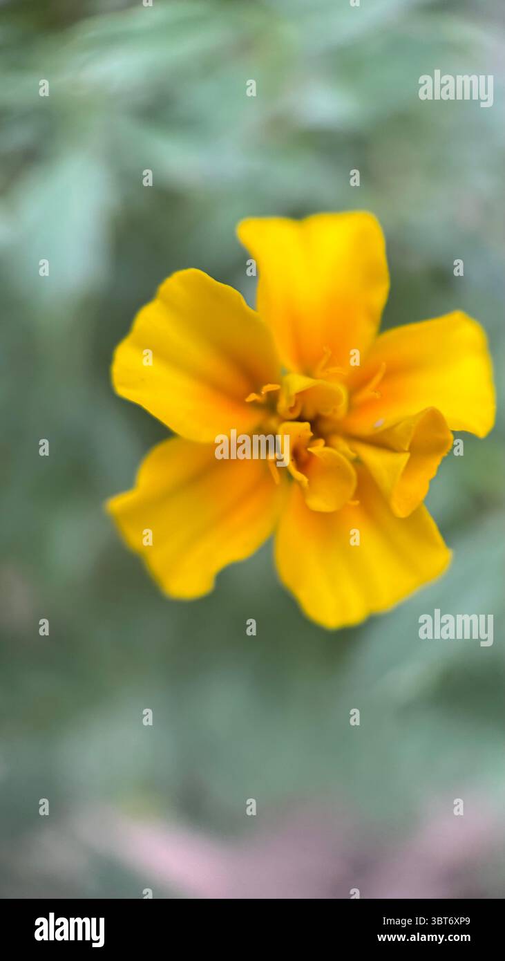 Marigold flower macro photography . - Smartphone Captured Stock Image