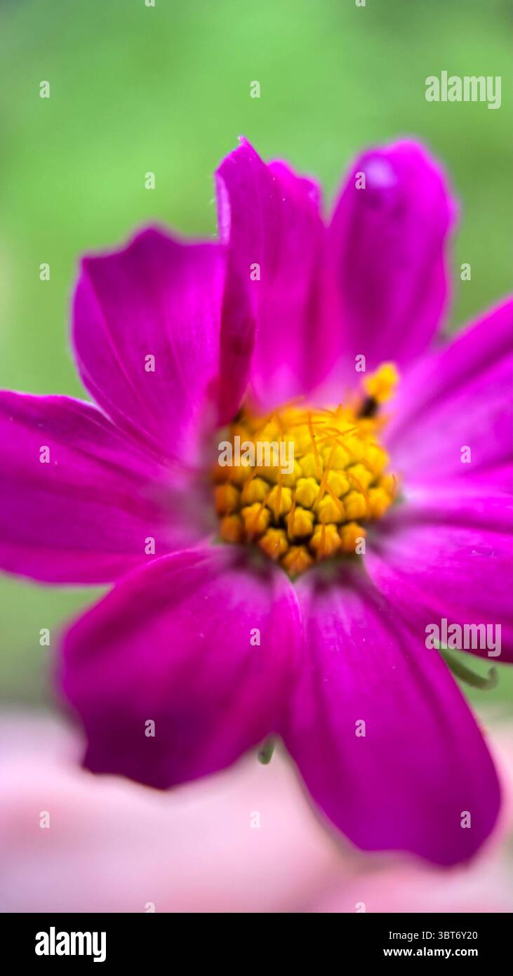 Pink cosmos (Mexican aster) flower macro photo - Smartphone Captured Stock Image