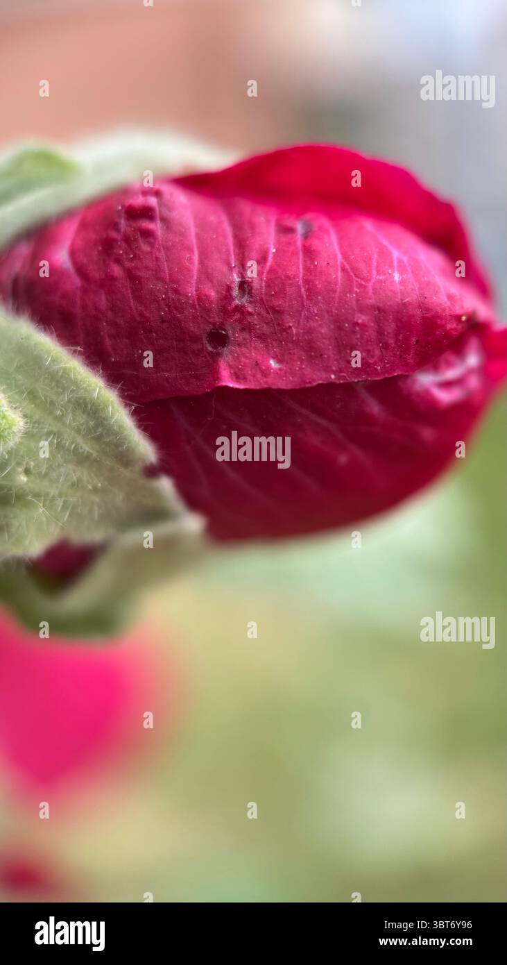 A bud of a rose macro photography. A close up of a rose bud. - Smartphone Captured Stock Image