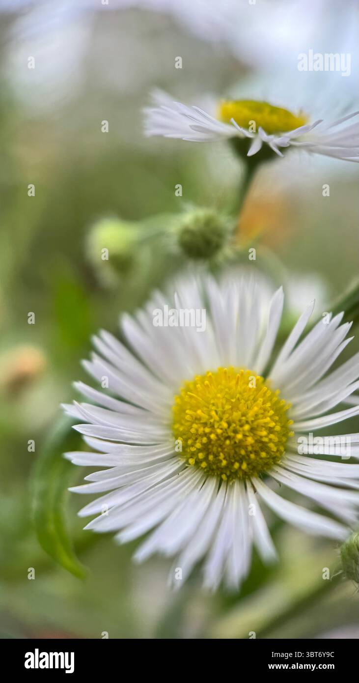 White daisy flower macro photography. A close up of a daisy petals and yellow center. - Smartphone Captured Stock Image