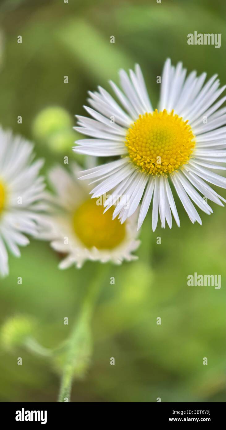 White daisy flower macro photography. A close up of a daisy petals and yellow center. - Smartphone Captured Stock Image