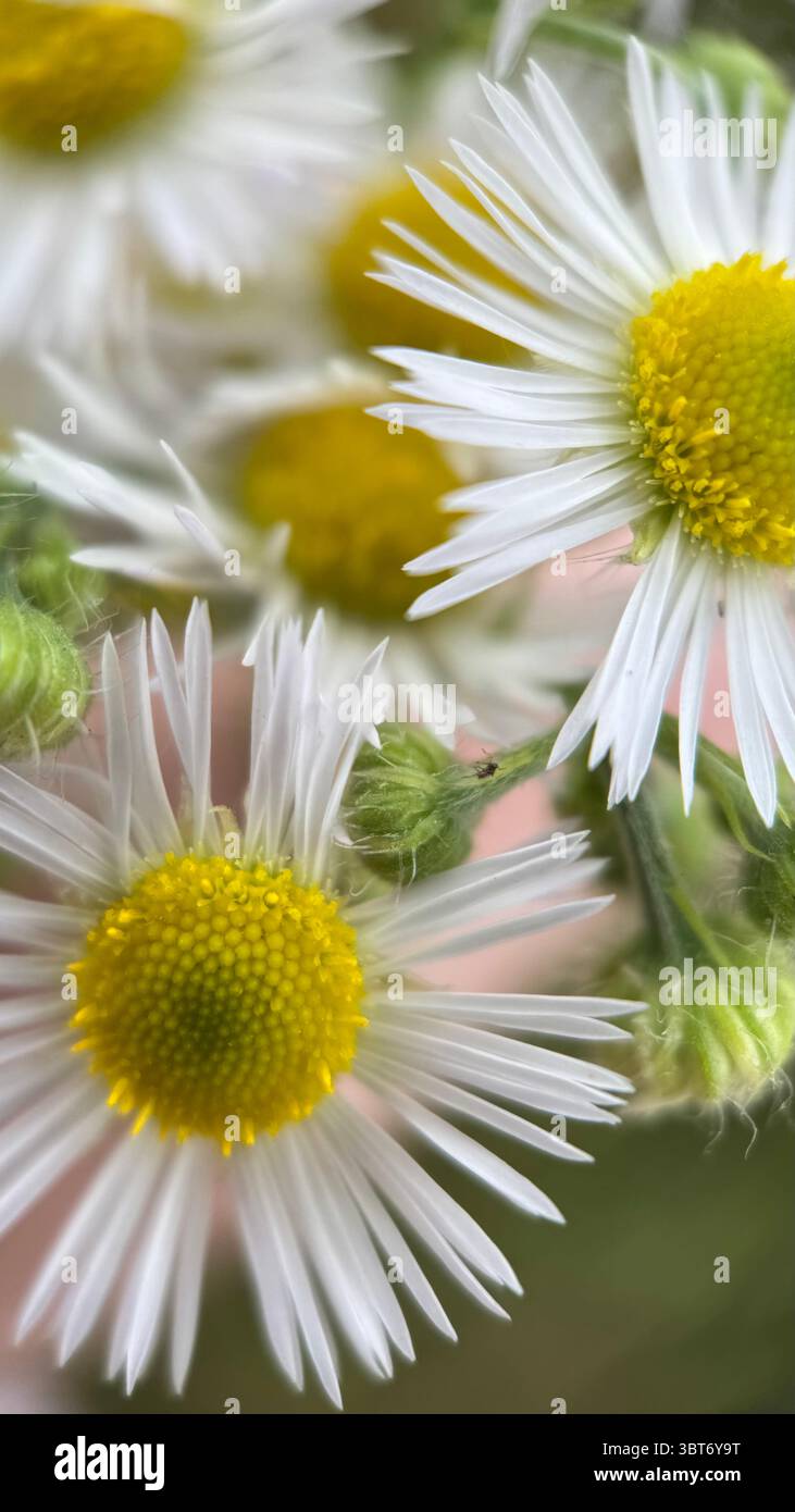 White daisy flower macro photography. A close up of a daisy petals and yellow center. - Smartphone Captured Stock Image
