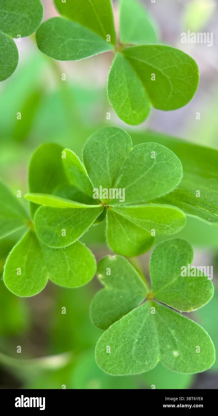 Wood shamrock green leaflets macro photography, - Smartphone Captured Stock Image