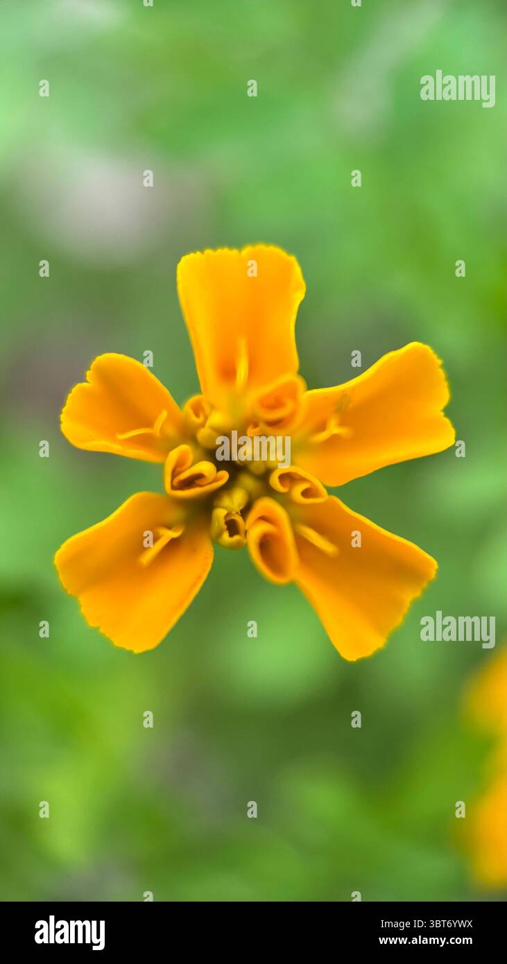 Marigold flower macro photography . - Smartphone Captured Stock Image