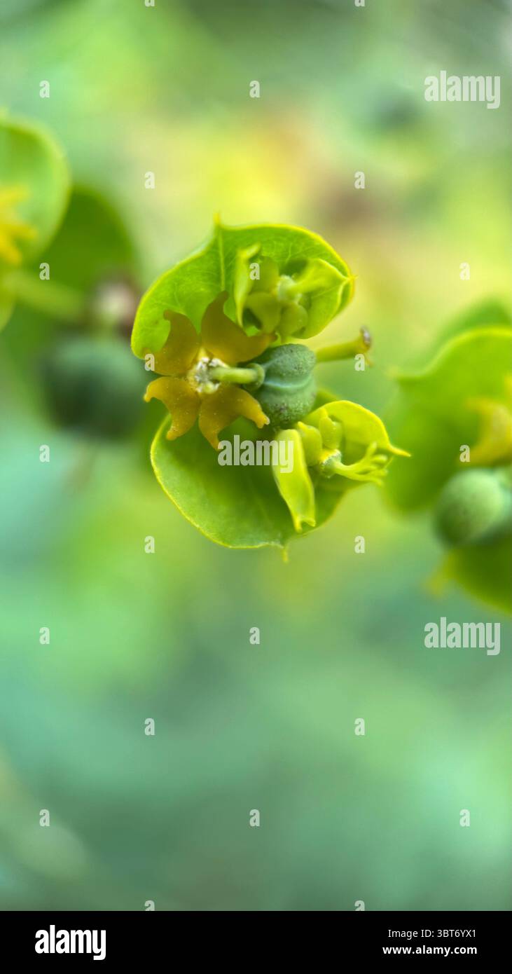 Cypress spourge yellowish green flowers macro photography. A close-up of flowering plant. - Smartphone Captured Stock Image