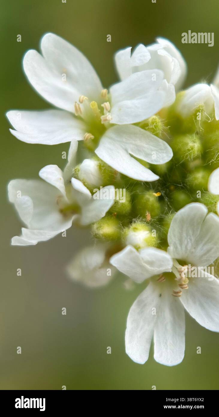 White hoary alyssum flower macro photography. - Smartphone Captured Stock Image