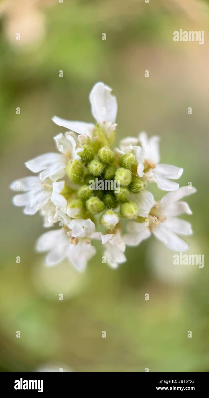White hoary alyssum flower macro photography. - Smartphone Captured Stock Image