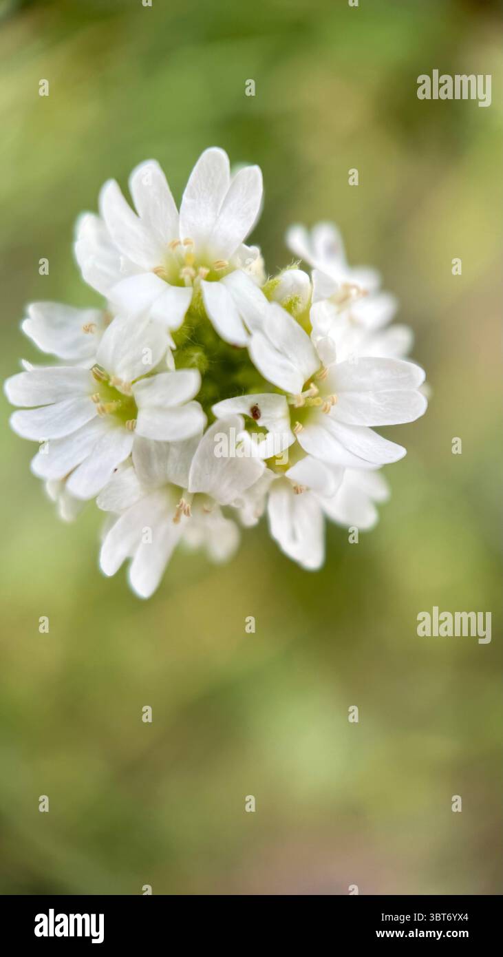 White hoary alyssum flower macro photography. - Smartphone Captured Stock Image