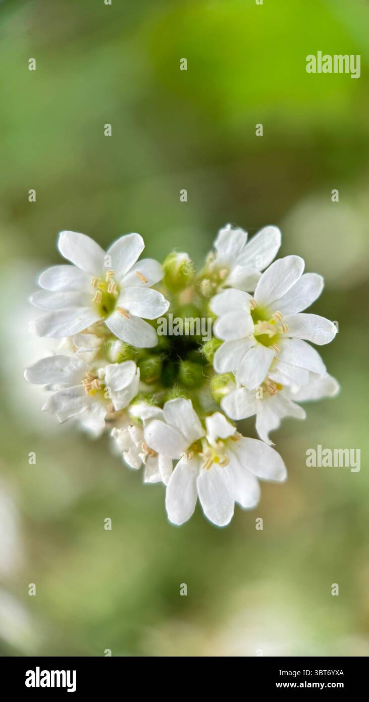 White hoary alyssum flower macro photography. - Smartphone Captured Stock Image