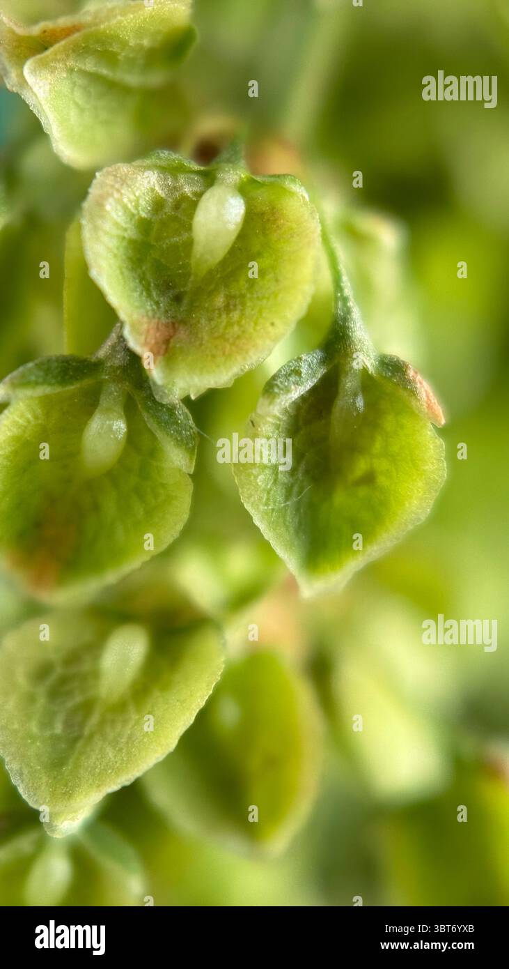 Rumex seeds macro photography. - Smartphone Captured Stock Image