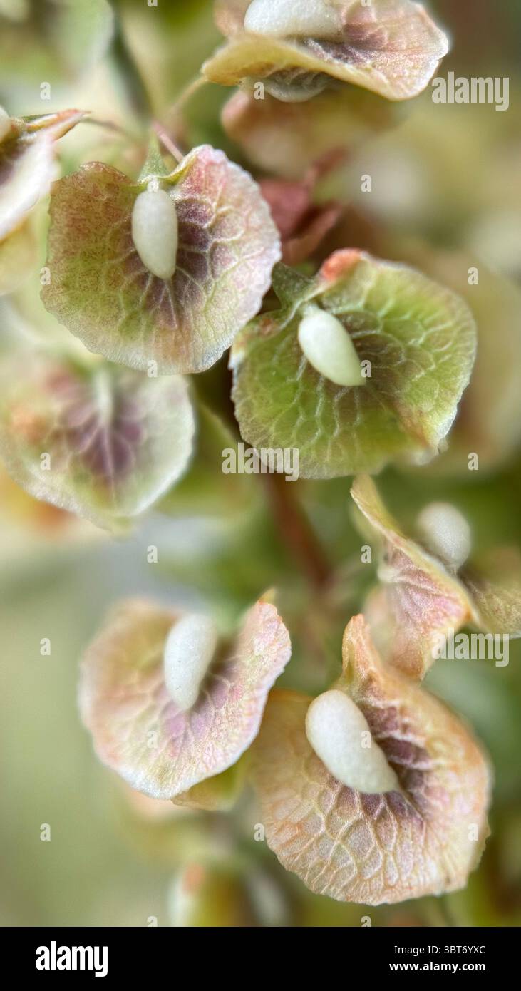 Rumex seeds macro photography. - Smartphone Captured Stock Image