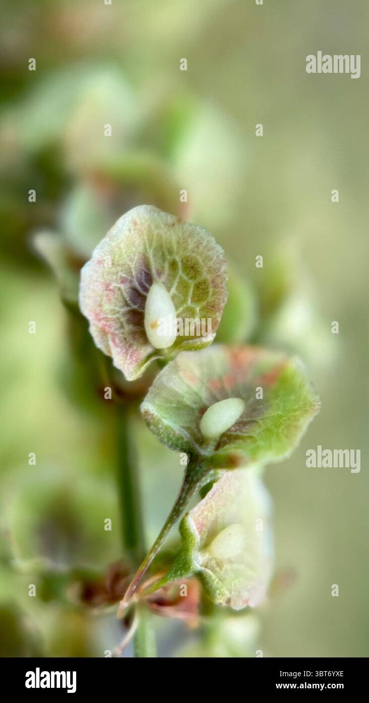 Rumex seeds macro photography. - Smartphone Captured Stock Image
